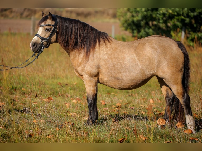 Welsh-A Stute 14 Jahre 117 cm Buckskin in Dierhagen