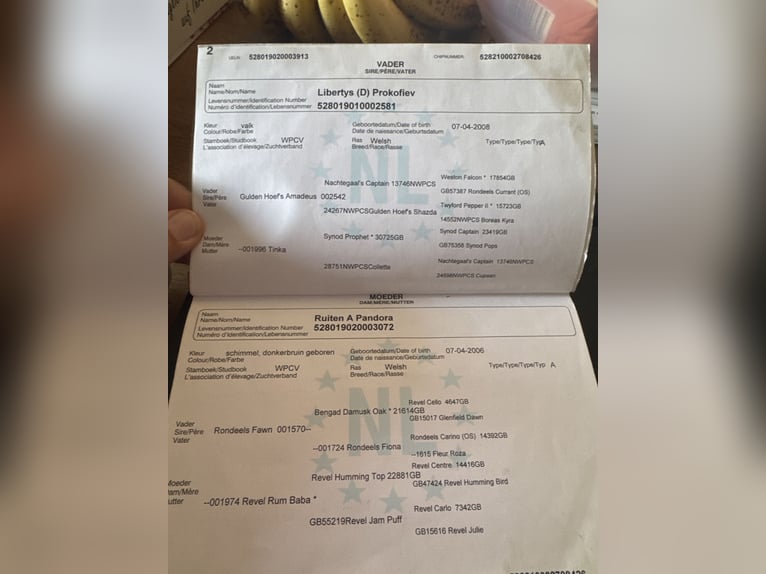 Welsh-A Stute 14 Jahre 117 cm Dunkelbrauner in Reith bei Weichselbach