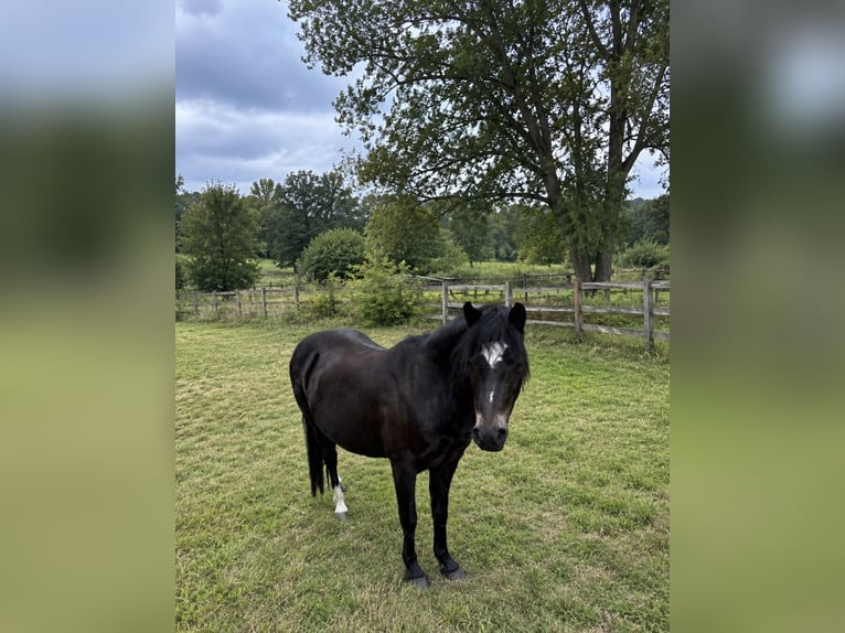 Welsh-A Stute 14 Jahre 117 cm Rappe in Norderstedt
