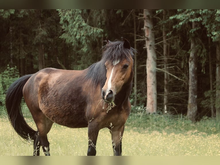 Welsh-A Stute 14 Jahre 118 cm Brauner in Hellenthal