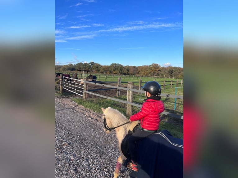 Welsh-A Stute 14 Jahre 120 cm Palomino in Waltrop
