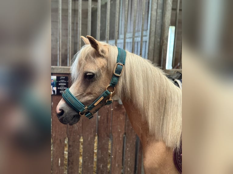 Welsh-A Stute 14 Jahre 120 cm Palomino in Waltrop