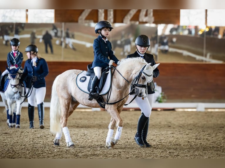 Welsh-A Stute 14 Jahre 120 cm Palomino in Waltrop