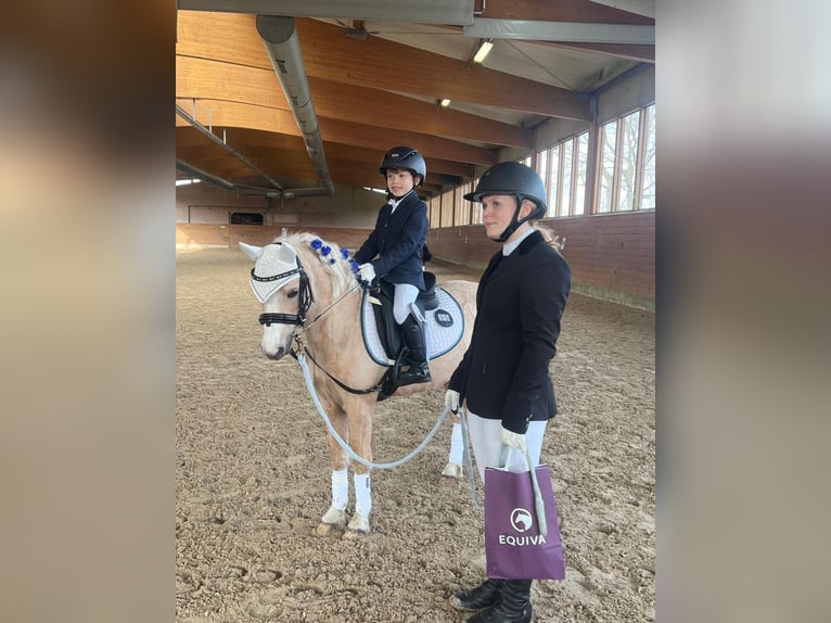 Welsh-A Stute 14 Jahre 120 cm Palomino in Waltrop