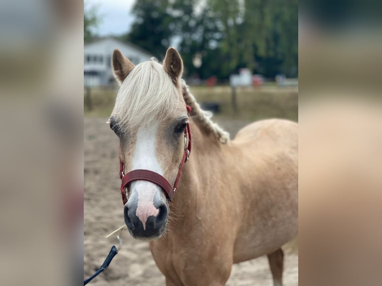 Welsh-A Stute 14 Jahre 120 cm Palomino in Waltrop