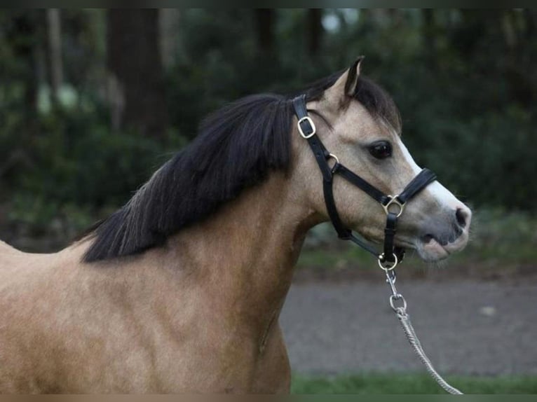 Welsh-A Stute 14 Jahre 120 cm Palomino in Harkema