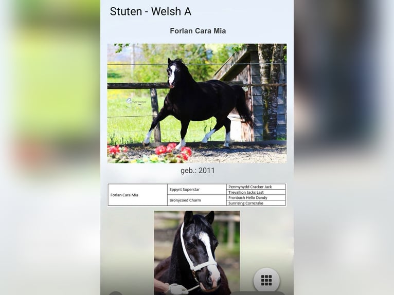 Welsh-A Stute 14 Jahre 120 cm Rappe in Nabburg