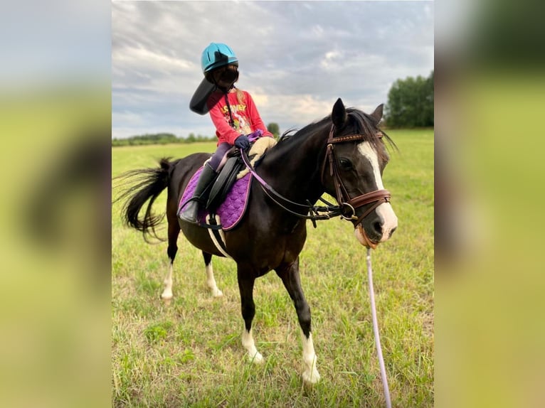 Welsh-A Stute 14 Jahre 120 cm Rappe in Nabburg
