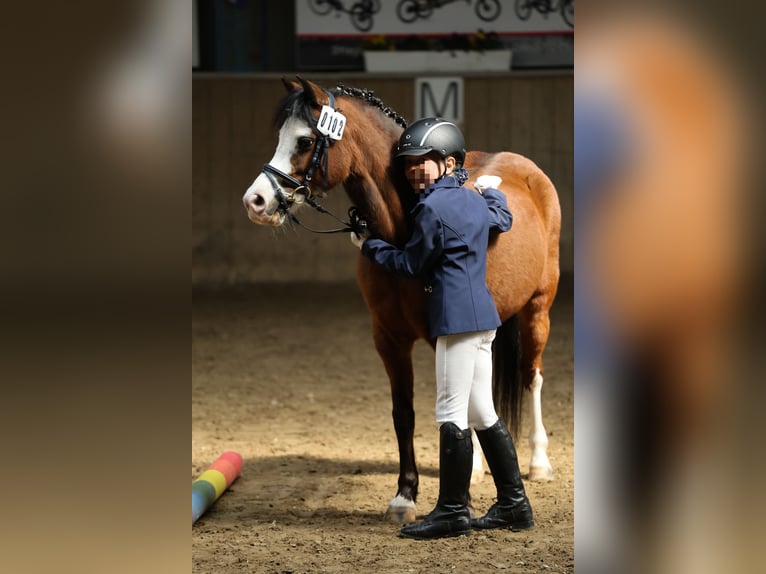 Welsh-A Stute 14 Jahre 121 cm Brauner in Oeversee