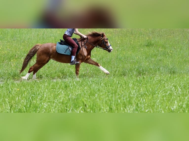 Welsh-A Stute 14 Jahre 125 cm Fuchs in Thüringerberg