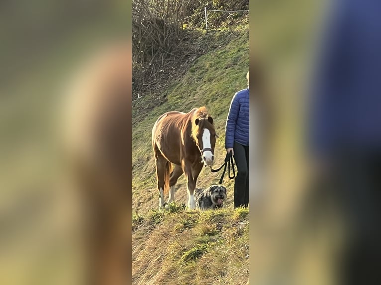 Welsh-A Stute 14 Jahre 125 cm Fuchs in Thüringerberg