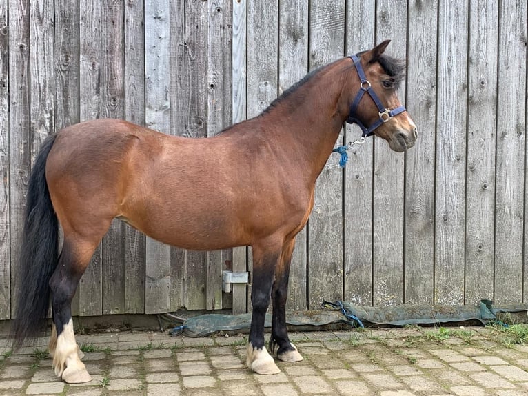 Welsh-A Stute 14 Jahre Brauner in Reinsfeld