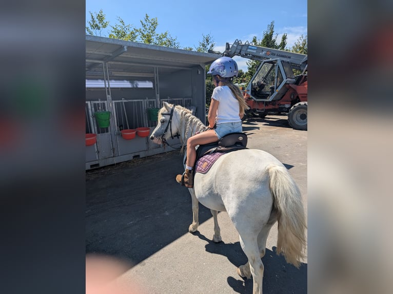 Welsh-A Mix Stute 15 Jahre 110 cm Fliegenschimmel in Swisttal Welsh-A Mix Stute 15 Jahre 110 cm Fliegenschimmel in Swisttal