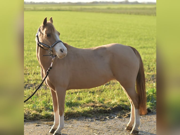 Welsh-A Mix Stute 15 Jahre 116 cm Rotfuchs in Geilenkirchen