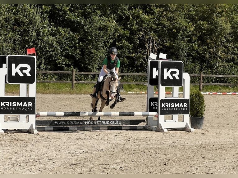 Welsh-A Stute 15 Jahre 117 cm Palomino in Turnhout