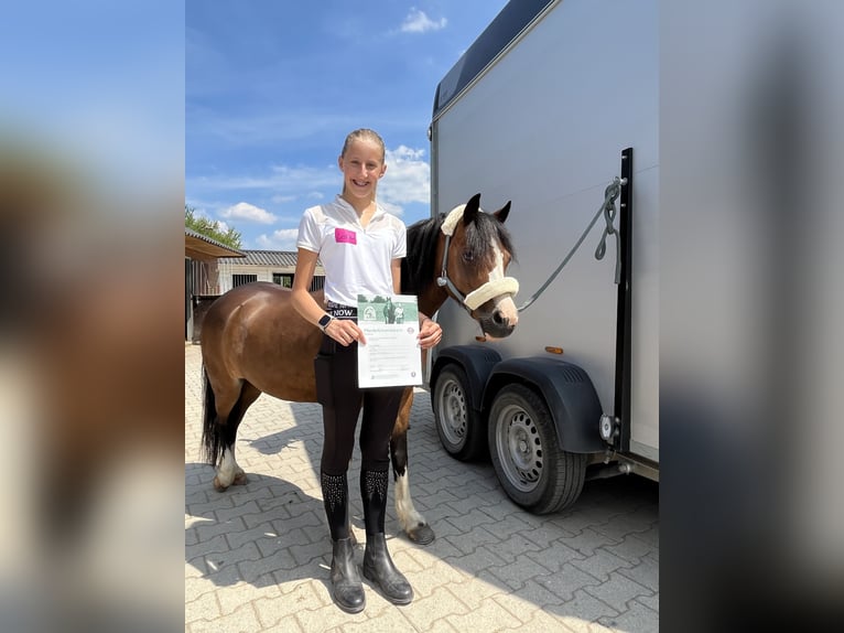 Welsh-A Stute 15 Jahre 118 cm Brauner in Zwingenberg