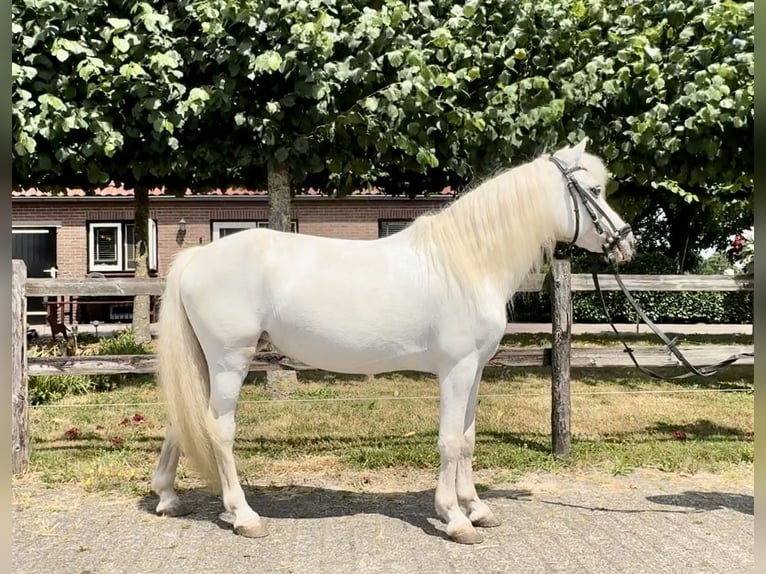 Welsh-A Stute 15 Jahre 118 cm Schimmel in Barneveld