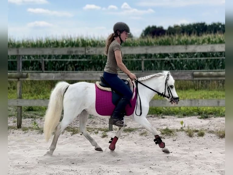 Welsh-A Stute 15 Jahre 118 cm Schimmel in Barneveld