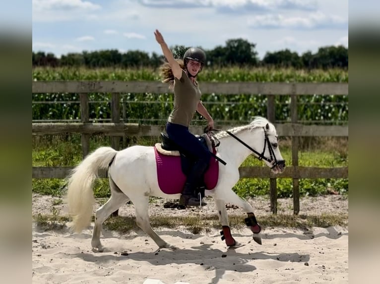 Welsh-A Stute 15 Jahre 118 cm Schimmel in Barneveld