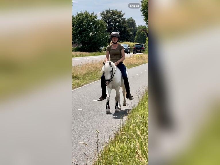 Welsh-A Stute 15 Jahre 118 cm Schimmel in Barneveld