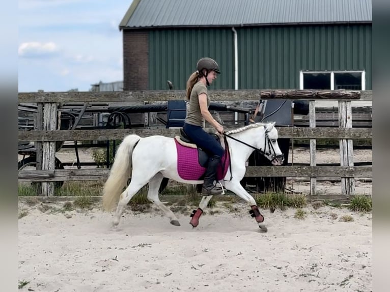 Welsh-A Stute 15 Jahre 118 cm Schimmel in Barneveld