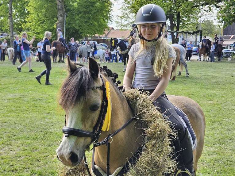 Welsh-A Stute 15 Jahre 122 cm Falbe in Heide