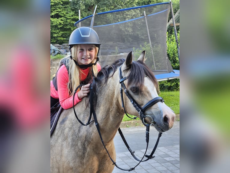 Welsh-A Stute 15 Jahre 122 cm Falbe in Heide