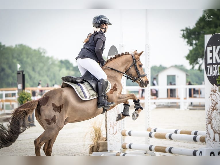 Welsh-A Stute 15 Jahre 124 cm Dunkelfuchs in Poznań