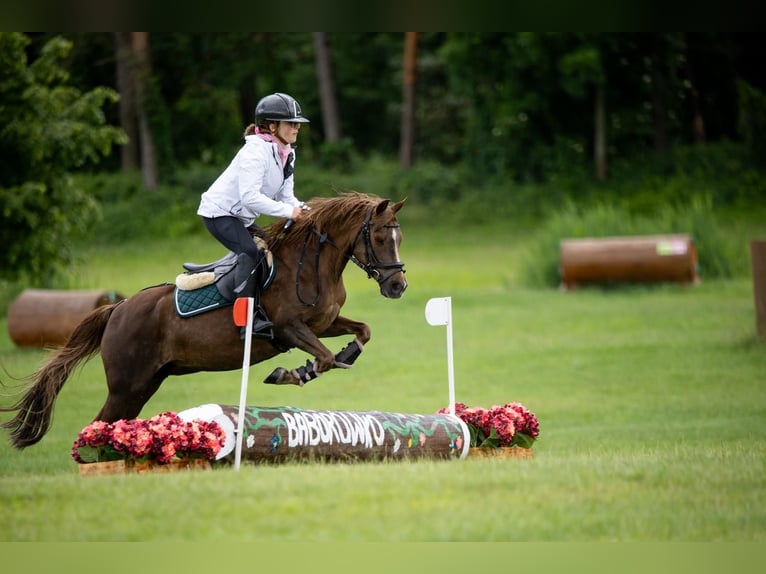Welsh-A Stute 15 Jahre 124 cm Dunkelfuchs in Poznań
