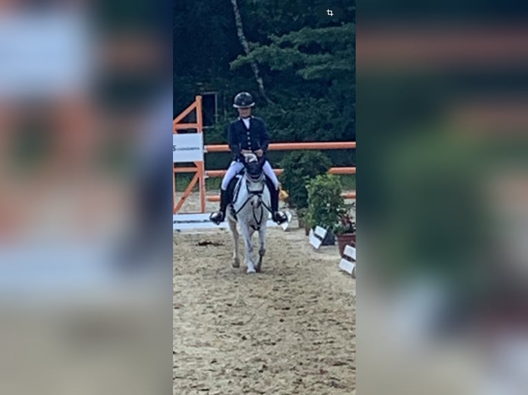 Welsh-A Stute 16 Jahre 115 cm Schimmel in Nettetal