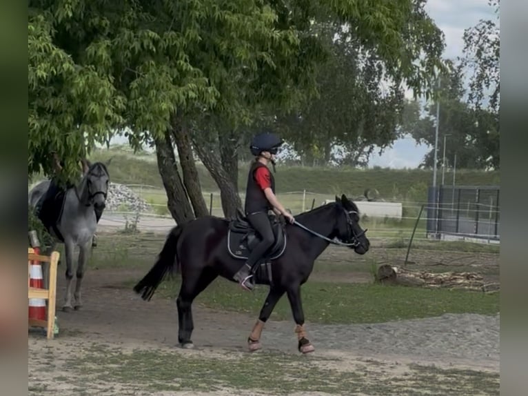 Welsh-A Stute 16 Jahre 117 cm Rappe in Halle