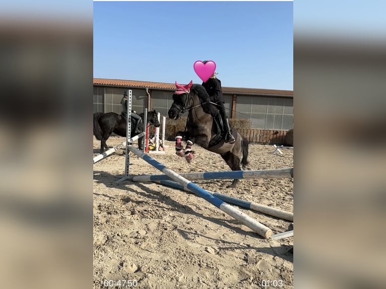 Welsh-A Stute 16 Jahre 117 cm Rappe in Halle