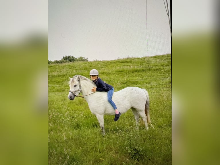 Welsh-A Stute 16 Jahre 121 cm Schimmel in Hoisdorf