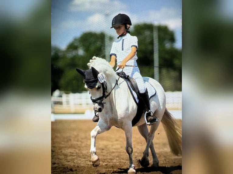 Welsh-A Stute 16 Jahre 121 cm Schimmel in Hoisdorf