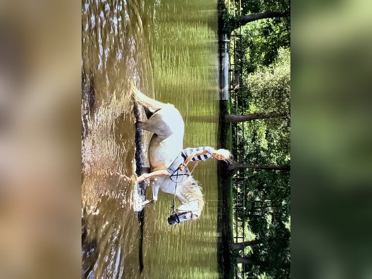 Welsh-A Stute 16 Jahre 121 cm Schimmel in Hoisdorf