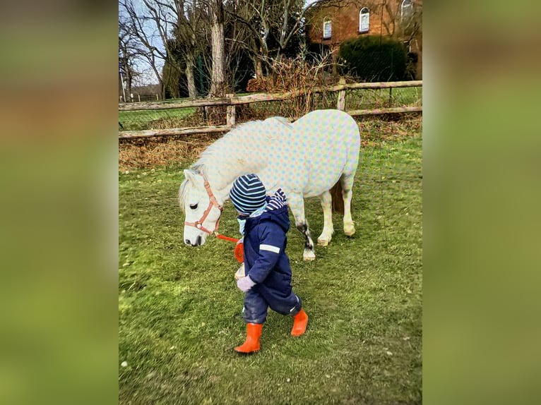 Welsh-A Stute 16 Jahre 121 cm Schimmel in Hoisdorf