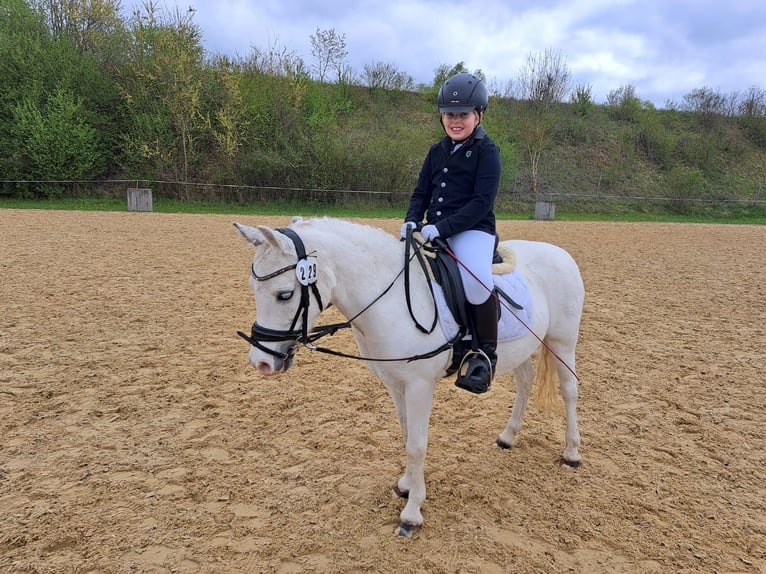 Welsh-A Stute 16 Jahre 123 cm Schimmel in Memmingen