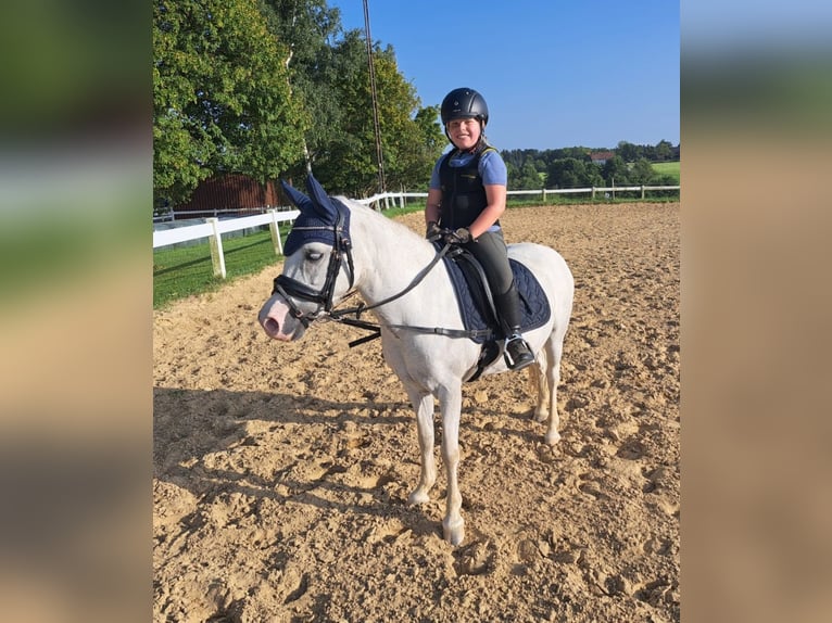 Welsh-A Stute 16 Jahre 123 cm Schimmel in Memmingen