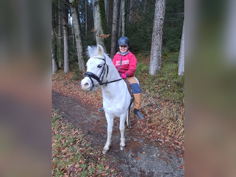 Welsh-A Stute 16 Jahre 123 cm Schimmel in Memmingen