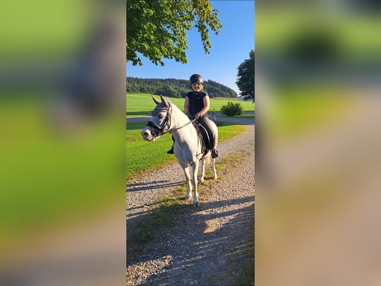 Welsh-A Stute 16 Jahre 123 cm Schimmel in Memmingen