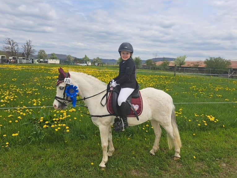 Welsh-A Stute 16 Jahre 123 cm Schimmel in Memmingen