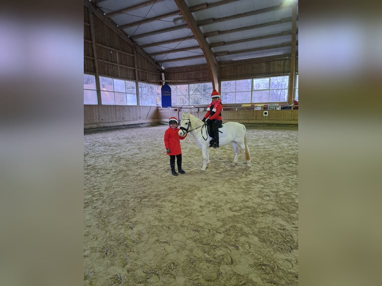 Welsh-A Stute 16 Jahre 123 cm Schimmel in Memmingen