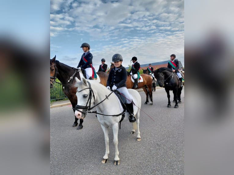 Welsh-A Stute 16 Jahre 123 cm Schimmel in Memmingen