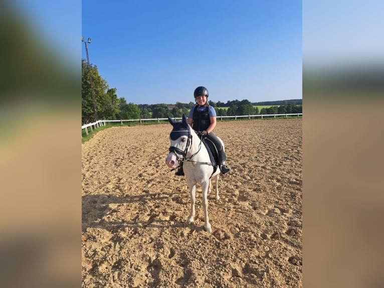 Welsh-A Stute 16 Jahre 123 cm Schimmel in Memmingen