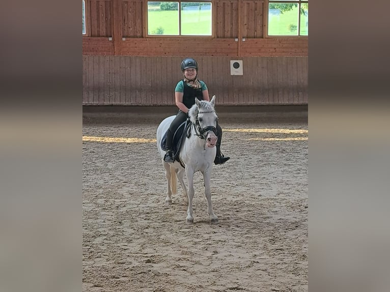 Welsh-A Stute 16 Jahre 123 cm Schimmel in Memmingen