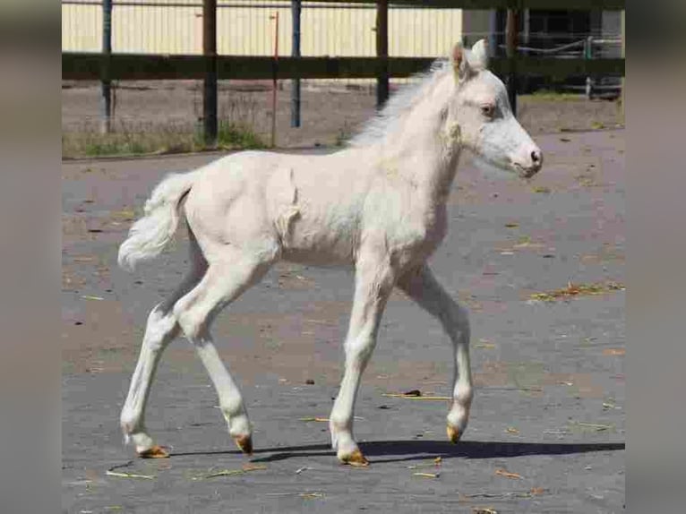 Welsh-A Stute 16 Jahre Palomino in Herzberg