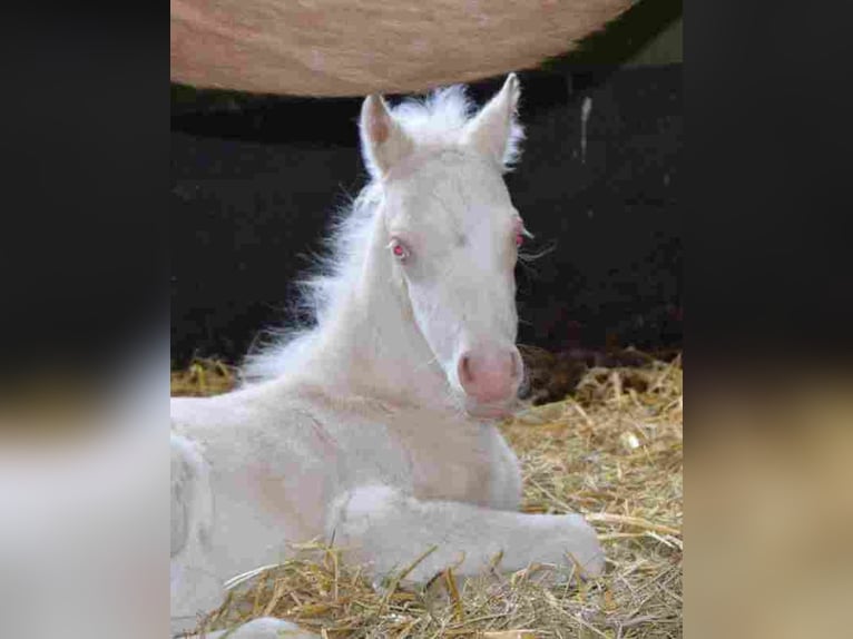 Welsh-A Stute 16 Jahre Palomino in Herzberg