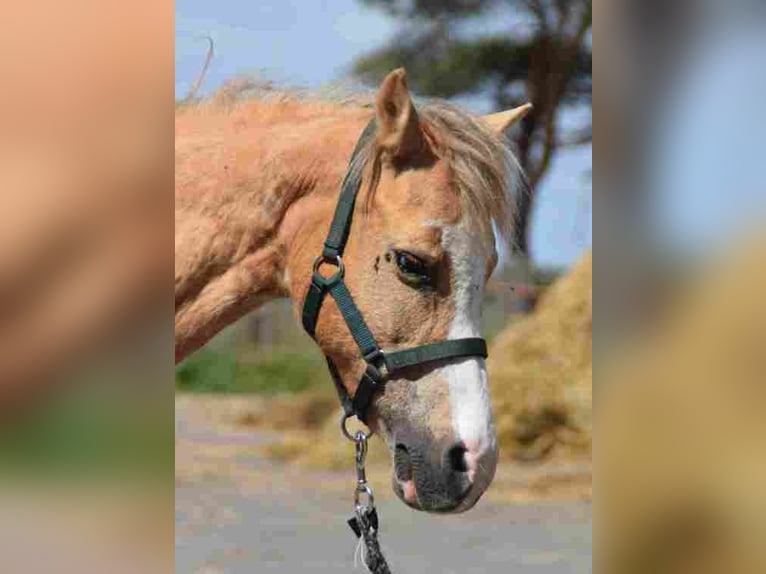 Welsh-A Stute 16 Jahre Palomino in Herzberg