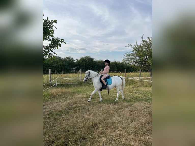 Welsh-A Stute 17 Jahre 110 cm Schimmel in Pruszk&#xF3;w
