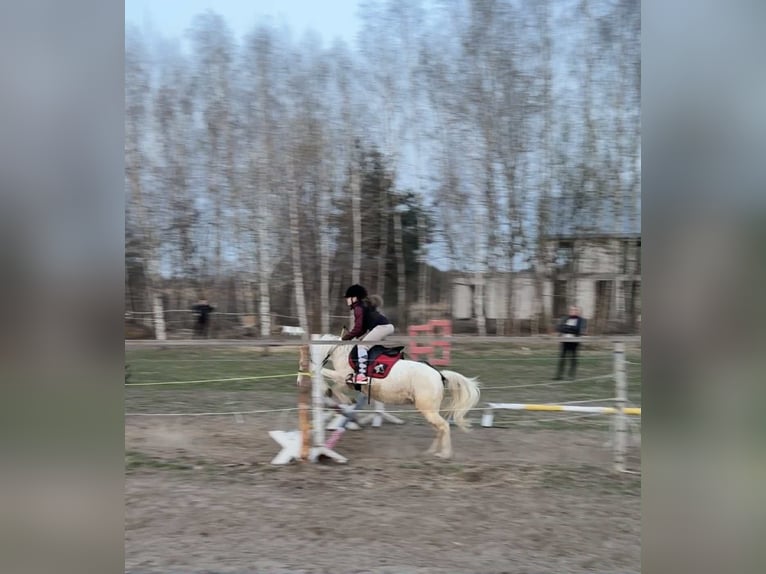 Welsh-A Stute 17 Jahre 110 cm Schimmel in Pruszk&#xF3;w